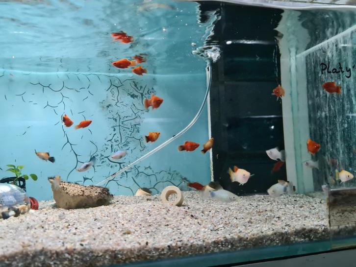 Platy's, Xiphophorus Maculatus, Plaatje, Platy, Dieren en Toebehoren, Vissen | Aquariumvissen, Zoetwatervis, Vis