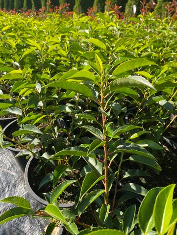 Portugese laurier 35 cm in20cmpot €2 Photinia red robin €2 beschikbaar voor biedingen
