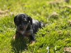 Uniek nestje teckelpupjes – Blue Merle & Black and Tan (met, Dieren en Toebehoren, Honden | Teckels en Dashonden, CDV (hondenziekte)