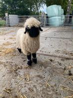 Walliser schwarznase ooi, Dieren en Toebehoren, Vrouwelijk, Schaap, 0 tot 2 jaar