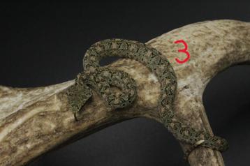 0.1 Bothriechis nigroadspersus CB24 beschikbaar voor biedingen