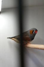 Meerdere soorten vogels, Dieren en Toebehoren, Vogels | Overige Vogels, Meerdere dieren, Tropenvogel