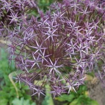 Zaden Allium Christophii beschikbaar voor biedingen