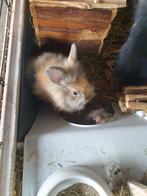 Te koop mooie mini leeuwekopkonijntjes diverse leeftijden., Dieren en Toebehoren, Konijnen, Meerdere dieren