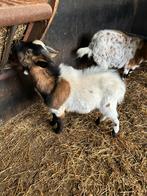 Dwerggeit bokje van dit jaar dekrijp!, Dieren en Toebehoren, Schapen, Geiten en Varkens, Mannelijk, Geit, 0 tot 2 jaar