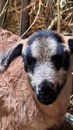 Maasduinen lammeren te koop, Schaap, Meerdere dieren