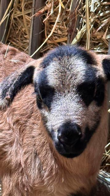 Maasduinen lammeren te koop