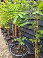 Albizia julibrissin  meerstammige, Tuin en Terras, Planten | Bomen, Ophalen, Overige soorten