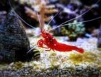 Prachtige originele White spot Sulawesi - Caridina shrimp, Dieren en Toebehoren, Vissen | Aquariumvissen, Kreeft, Krab of Garnaal
