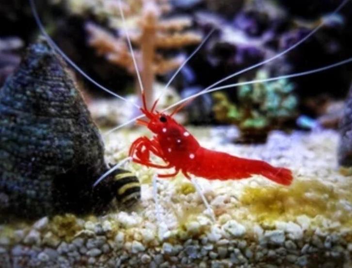 Prachtige originele White spot Sulawesi - Caridina shrimp, Dieren en Toebehoren, Vissen | Aquariumvissen, Zoetwatervis, Kreeft, Krab of Garnaal