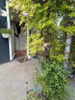 Wisteria, Tuin en Terras, Ophalen, Zomer, Overige soorten, Volle zon
