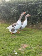 Koppel ganzen, Dieren en Toebehoren, Meerdere dieren, Gans of Zwaan