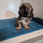 mooie lieve raszuivere shih tzu pups, Dieren en Toebehoren, Honden | Chihuahua's en Gezelschapshonden, Overige rassen, 8 tot 15 weken