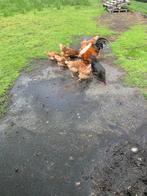 Legkippen, Dieren en Toebehoren, Pluimvee, Vrouwelijk, Kip