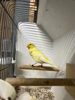 Waterslager man 2025, Mannelijk