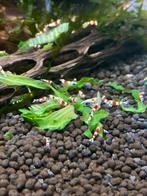 Crystal red (prl) caridina, Kreeft, Krab of Garnaal