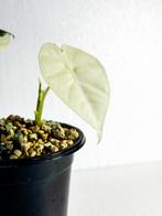 Zeldzame Alocasia stekjes oa Frydek en Heterophylla, Vaste plant, Bloeit niet, Halfschaduw, Ophalen