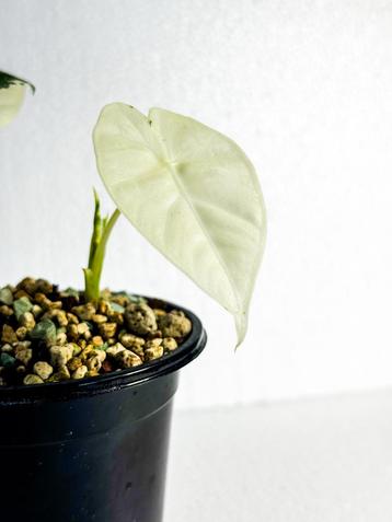 Zeldzame Alocasia stekjes oa Frydek en Heterophylla beschikbaar voor biedingen