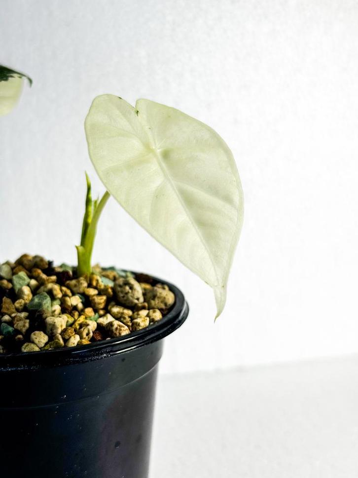 Zeldzame Alocasia stekjes oa Frydek en Heterophylla, Tuin en Terras, Planten | Tuinplanten, Vaste plant, Overige soorten, Halfschaduw