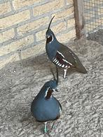 Fazanten, Dieren en Toebehoren, Pluimvee, Mannelijk, Overige soorten