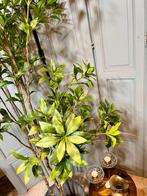 Kunst plant, Japonica, kunst boom, kamer decoratie, Ophalen of Verzenden, Zo goed als nieuw, Binnen