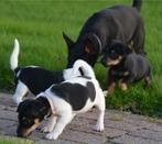 Jack russell pups zeer sociaal in huis opgevoed, Dieren en Toebehoren, Jack Russell Terriër, 8 tot 15 weken, CDV (hondenziekte)