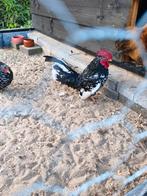 Chabo  gratis, Dieren en Toebehoren, Pluimvee, Mannelijk, Kip