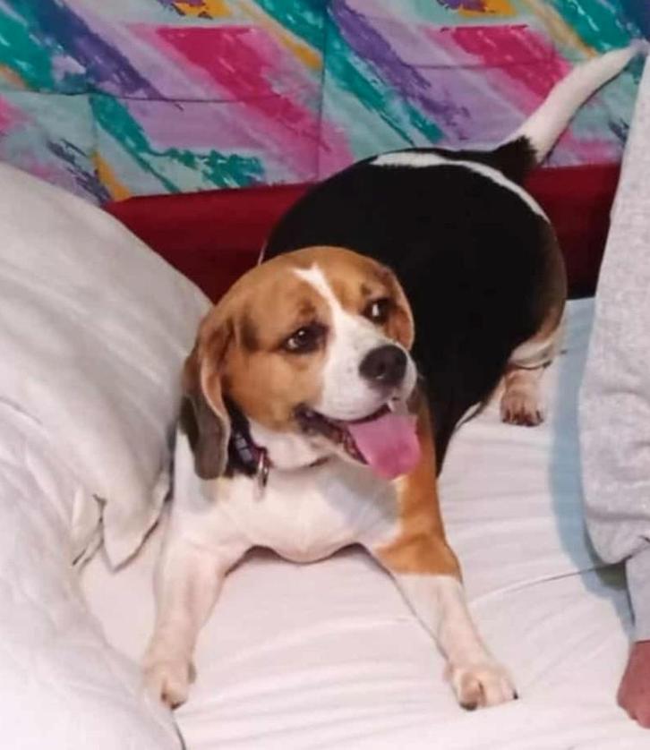 Ayla is in Nederland, Dieren en Toebehoren, Honden | Retrievers, Spaniëls en Waterhonden, Teef, Overige rassen, Particulier, Eén hond