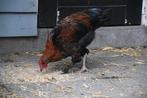 Twee Marans koperhalshanen, Dieren en Toebehoren, Pluimvee, Meerdere dieren, Kip