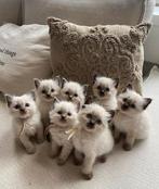 (Nog 4)Ragdoll kittens blue point & seal point, Dieren en Toebehoren, Katten en Kittens | Raskatten | Langhaar, Meerdere dieren