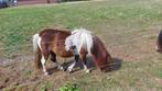 Prachtig mooi mini paardje, Dieren en Toebehoren, Paarden, Merrie, Minder dan 160 cm, Gechipt, 0 tot 2 jaar