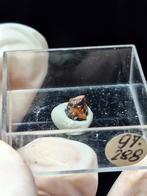 ZEER ZELDZAAM AKROCHORDIET, VS (=UV), Verzamelen, Ophalen of Verzenden, Mineraal