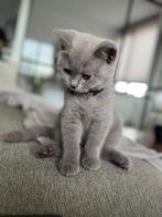 2 Britse Korthaar katers, 4 maanden oud, incl. toebehoren, Dieren en Toebehoren, Katten en Kittens | Raskatten | Korthaar, Kater