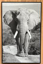 Mooie olifant op canvas. Afmeting: 57,5 x 37,5 x 2,5 cm., Ophalen, Minder dan 50 cm, 50 tot 75 cm, Overige typen