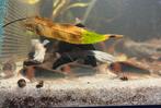 Prachtige Corydoras Osteogaster!, Vis