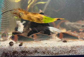 Prachtige Corydoras Osteogaster! beschikbaar voor biedingen