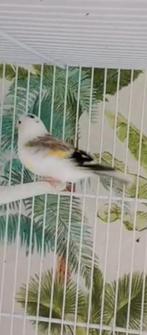 te koop major putter pop van 2023 prijs 450, Dieren en Toebehoren, Vogels | Overige Vogels
