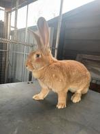 Mooie Duitse reus voedster van 7 maanden, Dieren en Toebehoren, Konijnen, Vrouwelijk, Groot