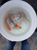Japanse kois, Dieren en Toebehoren, Vissen | Vijvervissen, Karper of Koi