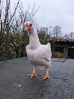 Foktoom Indische krieltjes, Dieren en Toebehoren, Pluimvee, Vrouwelijk, Kip