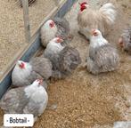 Cochin kriel broedeieren verschillende kleuren, Dieren en Toebehoren, Meerdere dieren, Kip