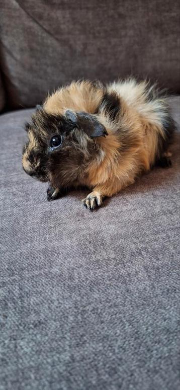 Lieve jonge Borstel cavia  beschikbaar voor biedingen
