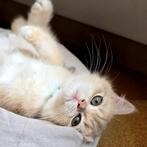 Brits / Britse korthaar kittens, raszuiver, gevaccineerd, Dieren en Toebehoren, Katten en Kittens | Raskatten | Korthaar, Meerdere dieren