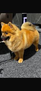 teddy de pom ️, Dieren en Toebehoren, Honden | Poolhonden, Keeshonden en Oertypen, Keeshond, 15 weken tot 1 jaar, CDV (hondenziekte)