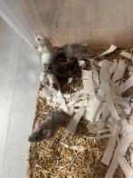 Muizen, Meerdere dieren, Muis, Na 1 juli 2024, Tam