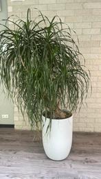 Mooie planten met  plantenbakken., Overige soorten, In pot, Minder dan 100 cm, Groene kamerplant