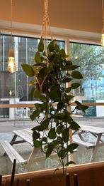 Macramé Plantenhangers - Diverse Materialen, Vaste plant, Bloeit niet, Halfschaduw, Ophalen