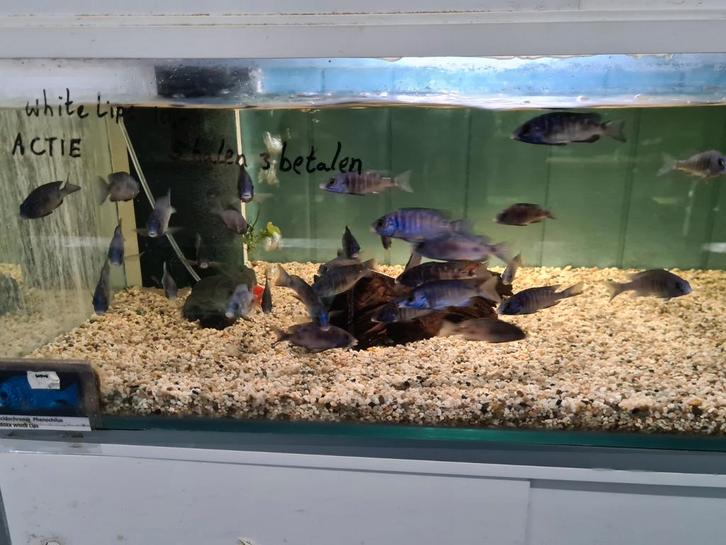 Placidochromis Phenochilus Mdoka White Lips Malawi Cichliden, Dieren en Toebehoren, Vissen | Aquariumvissen, Zoetwatervis, Vis