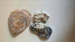 3 unieke schelpen (platte oesters), Verzamelen, Mineralen en Fossielen, Schelp(en), Ophalen of Verzenden