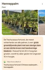 Stekje van palmboom, Tuin en Terras, Planten | Bomen, Ophalen of Verzenden, Volle zon, Palmboom, Minder dan 100 cm